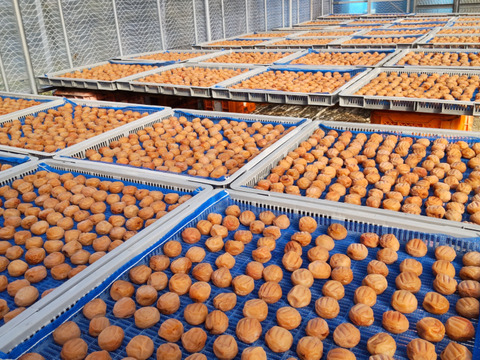 梅農家が作った昔ながらの梅干し　紀州南高梅　200ｇ　２Ｌ　A品　梅と塩のみの白干し梅