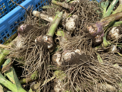 【500g入】マイルドな香味のニンニク「テラドー」