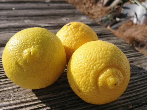 【柑橘食べ比べ】はるか・みはや