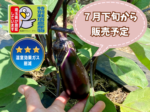 【自然栽培🍀真黒(しんくろ)なす１kg(10本前後)】自家採種10年以上・皮が薄く瑞々しい・煮/焼き/揚げ/汁物/漬物、何でも美味しい！