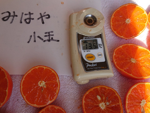 新品種☆柑橘☆みはや☆小玉4kg