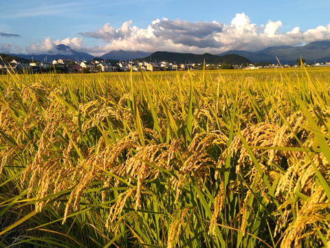 [Ｒ4年産新米]特別栽培米 あきたこまち精米10kg