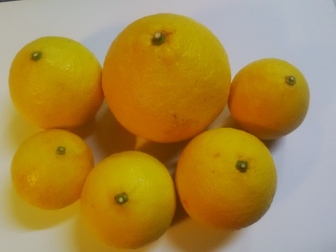 黄金柑　、スウィーティ　1.2級コミコミ　合計１．８ｋｇ入り   【柑橘食べ比べ】