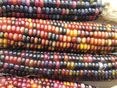 虹色に輝く宝石トウモロコシ「グラスジェムコーン（Glass Gem Corn）」6本　2025年産
観賞用です
クラフト、インテリア、リース、クラフト、撮影小物などさまざまな用途で人気があります