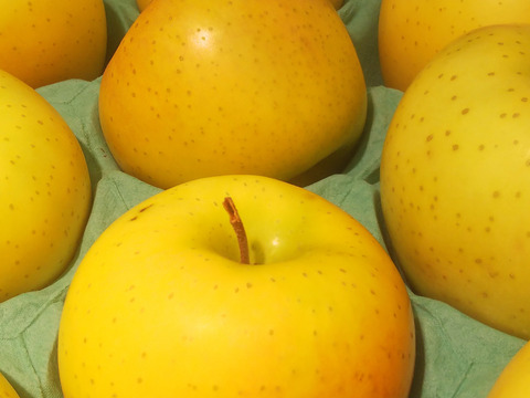 【洋梨みたいな超レアりんご】約３キロ 青森県産りんご「樹上完熟葉とらず黄王」家庭用厳選品