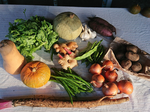 【旬の野菜10品】鳥取大山黒ボク育ち 季節の野菜セット【10種類】