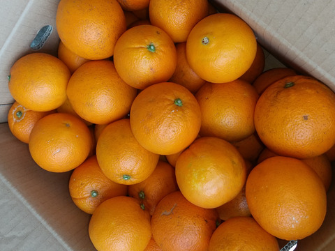 食べごろ！農薬不使用ネーブル