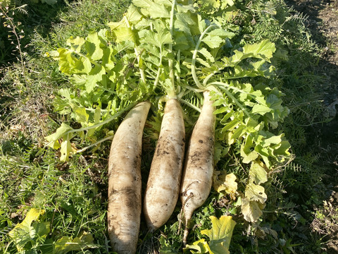自然栽培🍀固定種お大根・食べ比べセット（練馬大長尻大根１本+三浦大根１本　約２〜３Kg）