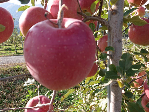 新作できました❗人気沸騰中です。「アップルシナモンジャム260g入り」ほんのり香るシナモンとりんごの甘みと酸味の絶妙な組み合わせです。