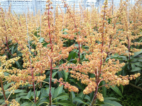 [予約]マンゴー2kg(4〜6玉)(家庭用)