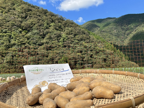 【牛すじカレーセット】赤身肉付の牛すじ肉500ｇとじゃがいも１kg（メークイン：土付き）セット