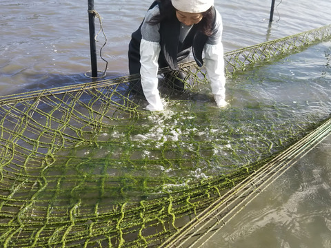 お料理好きな方に是非【2024新物】春あおさ＆佃煮チャレンジ セット