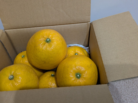 箱込約2㌔　きれいな河内晩柑　おくりものに