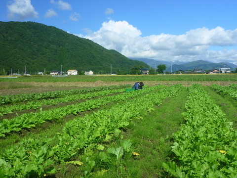 今が旬！葉っぱの力！大根葉１ｋ～農薬/化学肥料・不使用