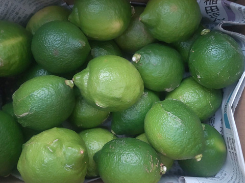 防腐剤、ワックス不使用　皮ごと使用激安広島県産レモン 訳あり品 5ｋg