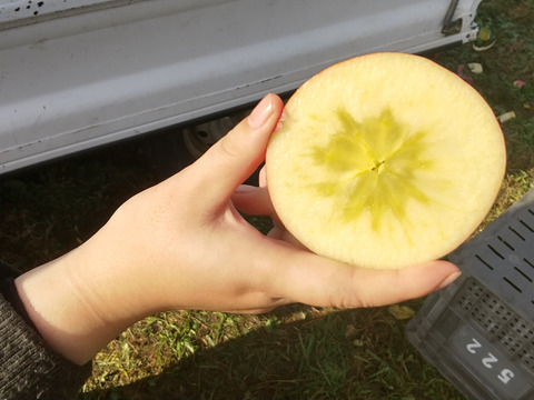 ジューシーな須坂産家庭用サンふじリンゴ（約5キロ）