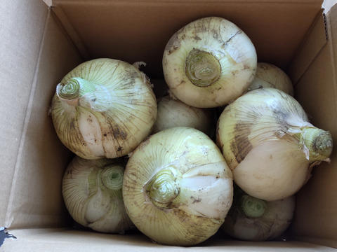 【家庭用】元気いっぱいの淡路島　新たまねぎ！（3ｋｇ）【ひょうご安心ブランド認証】