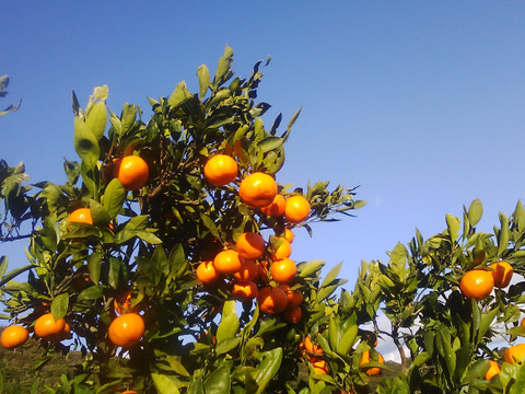 宮川早生みかん　１．８ｋｇ