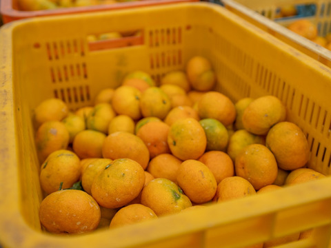 採れたまんまを食べてみらんね太良みかん箱込5㎏（2S~L混合)