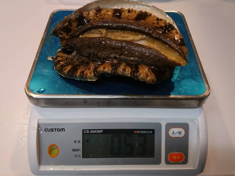 キズあり特大アワビ(冷凍)