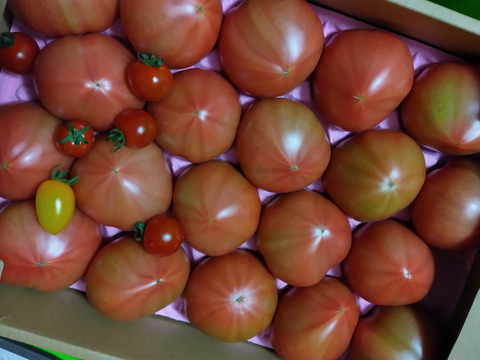 100％純トマト🍅4キロ箱【雪ちゃんトマト】桃太郎トマトL or Mサイズ