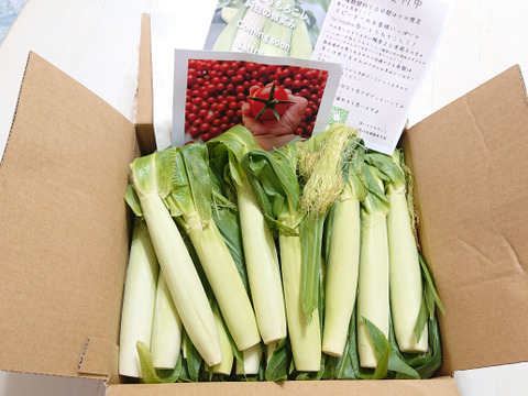 🌽【期間限定】白とうもろこしのヒゲまで美味しいヤングコーン25本 🌽