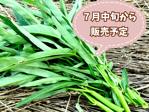 【自然栽培🍀空芯菜150g×3袋】夏のスタミナ野菜・ニンニク＆お肉と相性◎中華炒めがオススメ