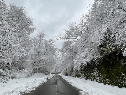 きてらのうまうま大豆！大粒！-5kg-
