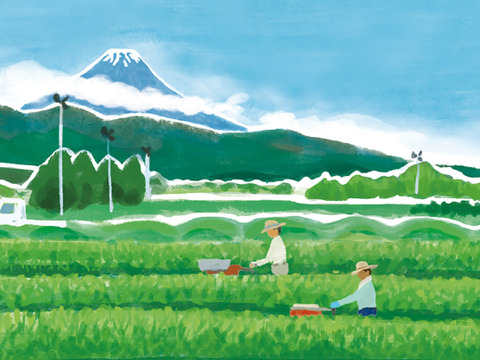 静岡県沼津の茶農家の茶葉を100%使用　沼津茶（Ver.通年） 100g