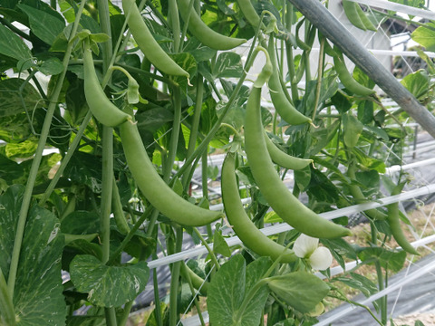 茹でて◎炒めて◎有機スナップエンドウ 2kg