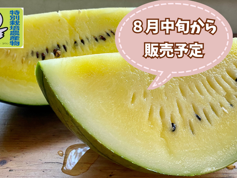 【自然栽培🍀固定種🟡黄スイカ】6㎏台スッキリとした甘さとジューシーさが特徴・黄色い大玉スイカ（１個）