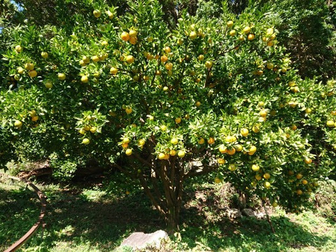 【贈答用】土佐の温暖な気候で、うま味がギュッ！！と詰まったぽんかん（２Ｌサイズ　5キロ）