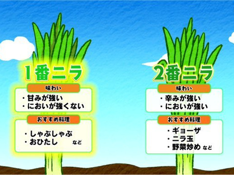 香りの2番ニラ（刻みの2番）🌸 韮屋あべ　10束1kg