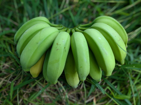 沖縄からの贈り物　ブラジルバナナ1㎏【農薬・除草剤・化学肥料不使用】