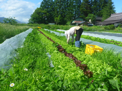 【夏ギフト】炒めてうまい★チャオレタス＊2株
　　　　ワインレッドの力★赤レタス2株～農薬/化学肥料・不使用