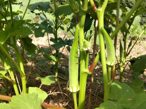 【自然栽培】３歳の娘も生でバクバク！ 丸オクラ 1.5kg