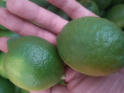 防腐剤、ワックス不使用　皮ごと使用  広島県産レモン良品　3.5ｋｇ(約36個入）