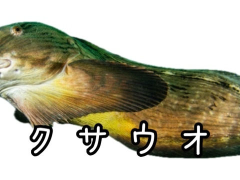 ☆YouTubeで紹介☆ へんな魚ボックス【未利用魚オンリー】魚種指定不可、お届け日指定不可の商品です