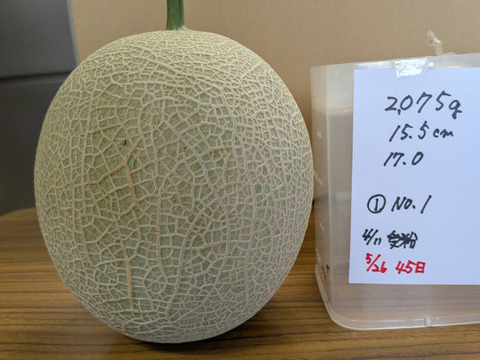 【今年もきました！大好評！】いつでも甘くておいしい大玉最高級メロン！「大利根ロマン シルバーランク！」