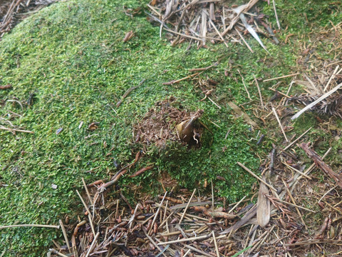 「朝どれ」たけのこ　春の味覚　福岡県北九州市産　２ｋｇ　（４～８個）