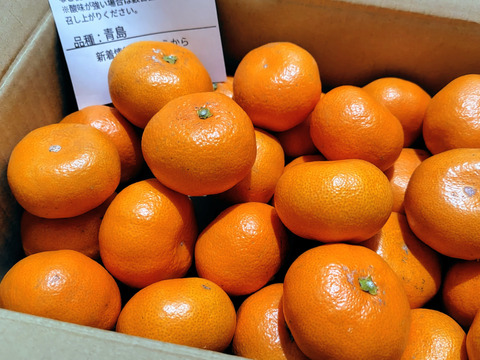 【長崎県産】じっくり熟成！蔵出し青島みかん2.5ｋｇ
