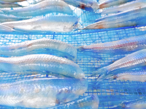 脂たっぷり！真空冷凍ニギス干物400g×2パック（計800g） 頭＆内臓除去済