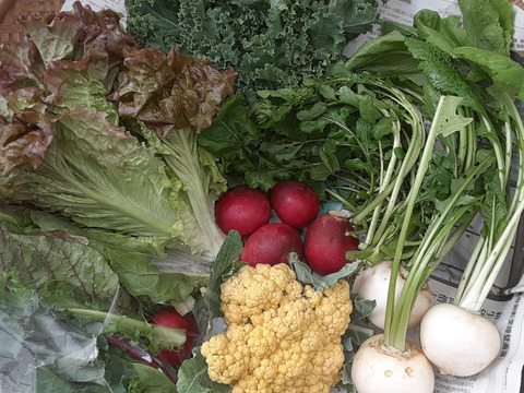 有機JASから伝統野菜、自然栽培まで、北信州で今採れる野菜セット7~8品目