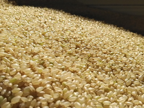 R6年新米予約　魚沼産コシヒカリ　源泉有機米（JAS）　玄米　5Kg