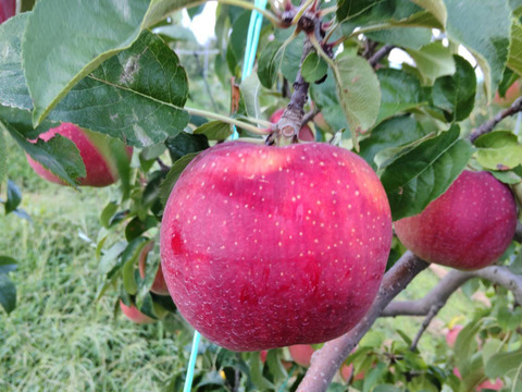 「サンつがる＋すわっこ」　ミックス3キロ箱【葉とらず】JA基準より60％減の低農薬栽培【りんご食べ比べ】