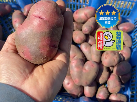 【自然栽培🍀固定種グランドペチカ1kg】毎年種芋を繋いでいます🥔栗やサツマイモに似た甘みがありホクホク、深いコクと風味