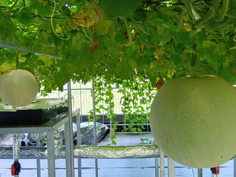 【贈答用】あっ晴れメロン1玉化粧箱入り