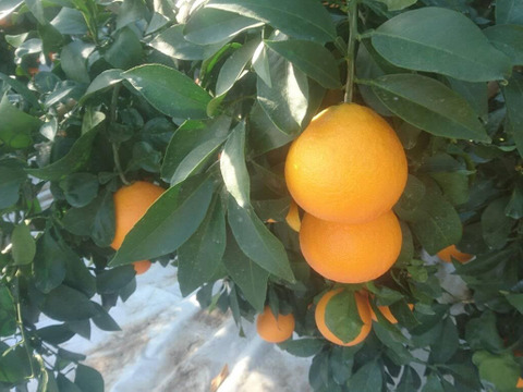 【数量・期間限定】愛媛の方にも大人気！ 愛果２８号 贈答用3kg
　　興居島が誇る濃厚な果汁が口いっぱいに広がりとろけるようなくちどけ！　【12/1～随時出荷】