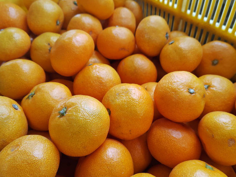 温州みかん4.３キロ贈答用