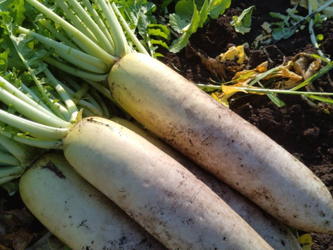 【ゲン担ぎ福袋】秋どれだいこんと香るにんじんの紅白セット｜大根3本&人参3kgセット